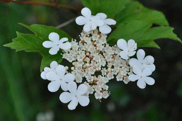 American highbush cranberry / moosewood
