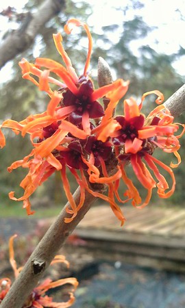 orange-flowered 'Jelena' witch hazel