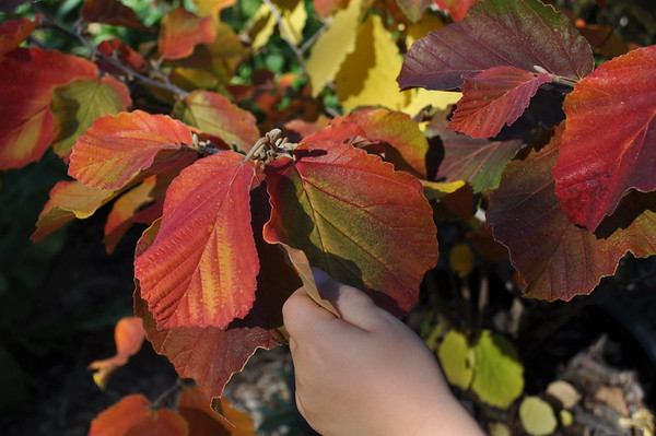 red flowered 'Diane' witch hazel