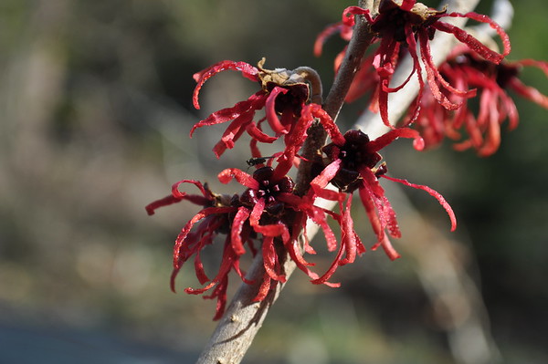 red flowered 'Diane' witch hazel