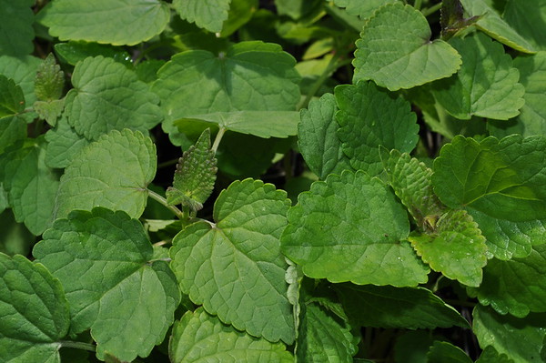 anise hyssop