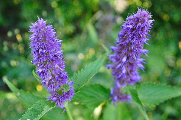 anise hyssop