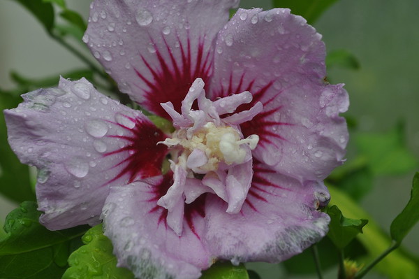 'Arden's Double Purple' rose of sharon