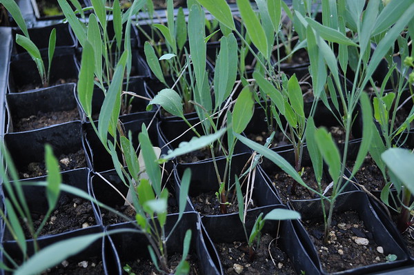 barestem biscuitroot