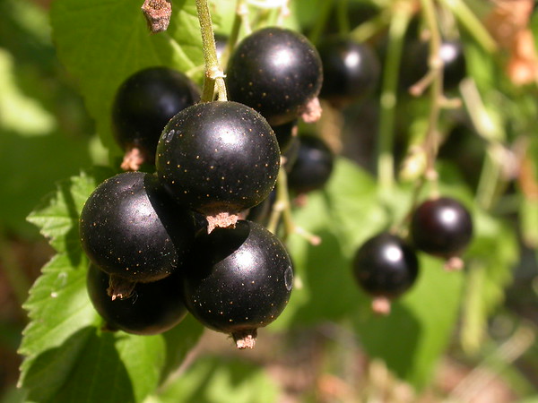 'Black September' currant