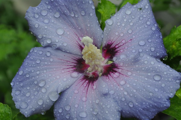 'Blue Bird' rose of sharon
