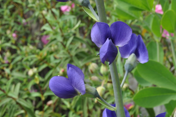 blue false indigo