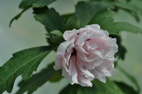 'Blushing Bride' rose of sharon