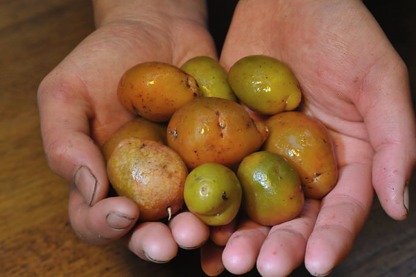 'Bocaditos de Oro' ulluco