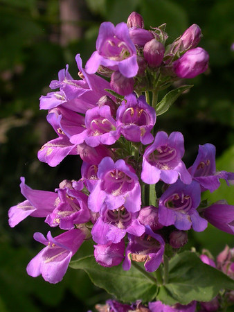 Cascade penstemon