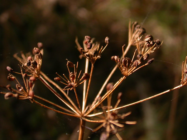 celery leaved licorice-root