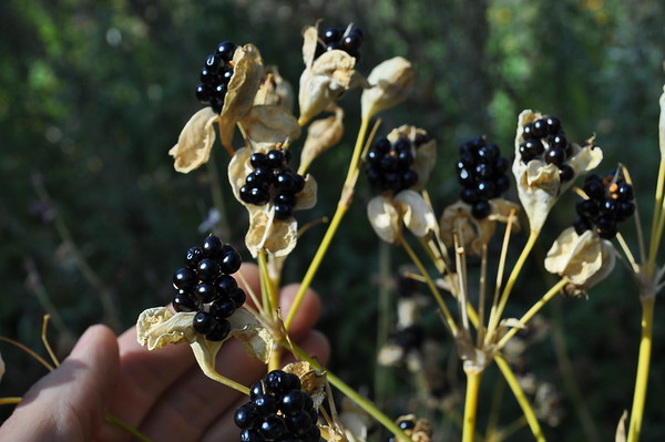 Chinese leopard lily