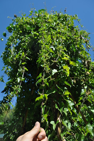 Chinese mountain yam