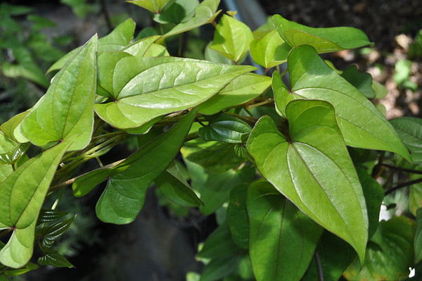 Chinese mountain yam