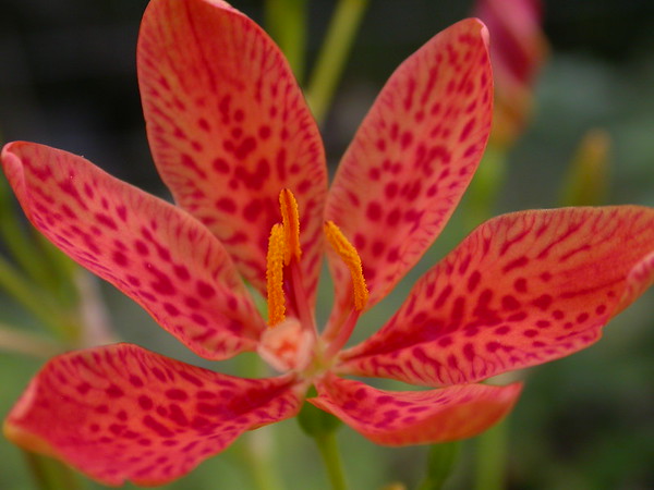 Chinese leopard lily