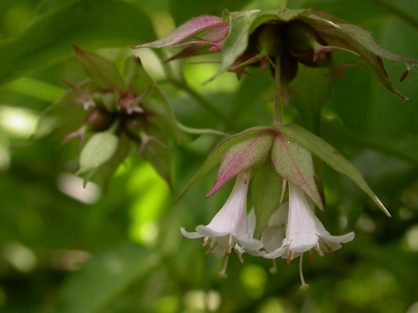 chocolate berry / himalayan honeysuckle