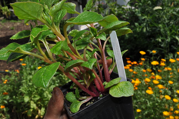 'Chugua Roja' ulluco