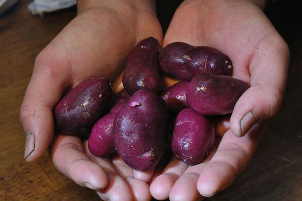 'Chugua Roja' ulluco