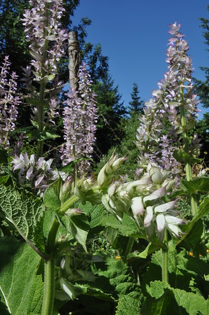 clary sage