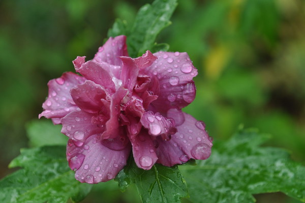 'Collie Mullens' rose of sharon