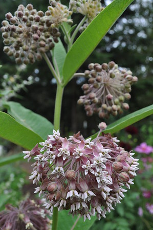 common milkweed