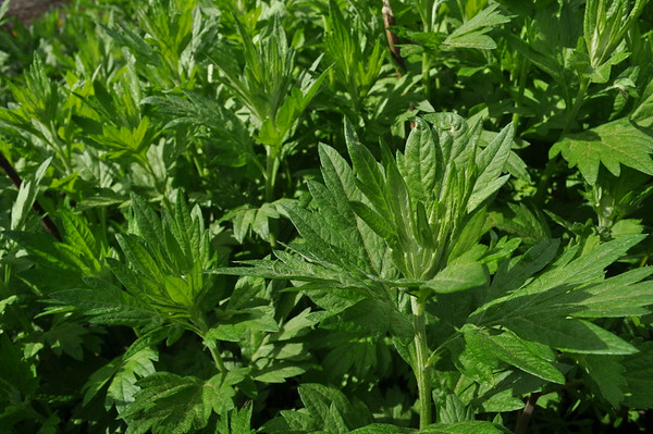 common mugwort