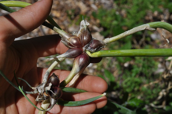 Egyptian walking onion
