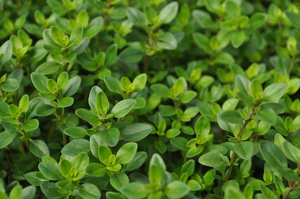 English Tabor thyme