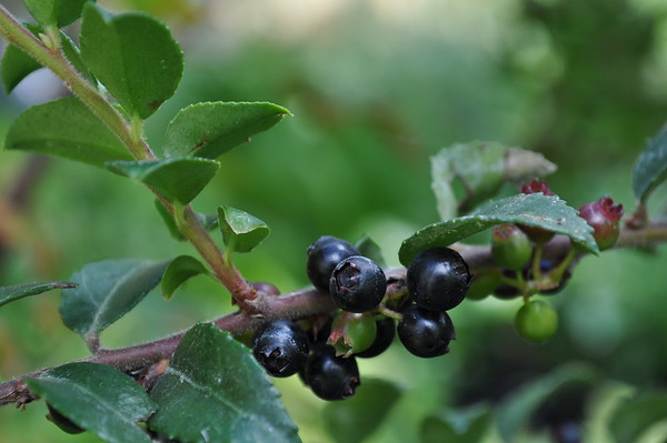 evergreen huckleberry