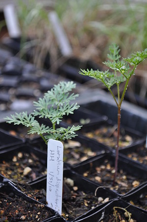 fernleaf biscuitroot
