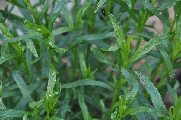 French tarragon