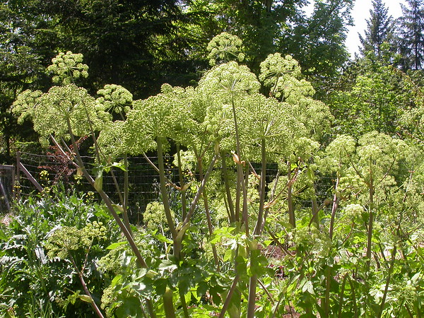 garden angelica