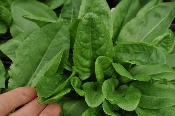 garden sorrel