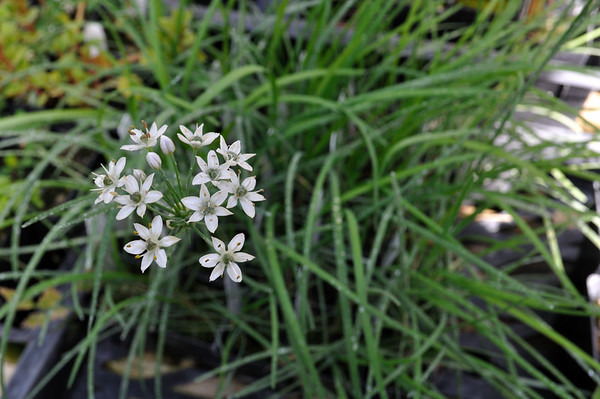 garlic chives