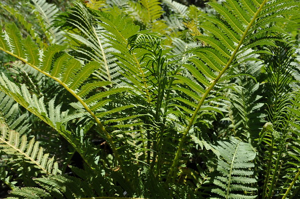 giant ostrich fern