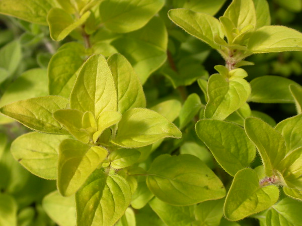 golden oregano