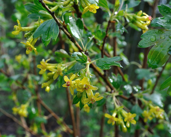 golden currant