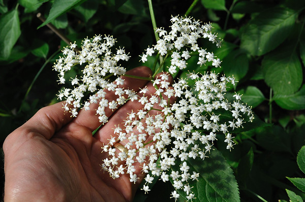'Haschberg' black European elderberry