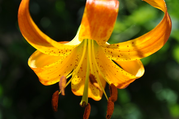 hybrid lemon leopard lily