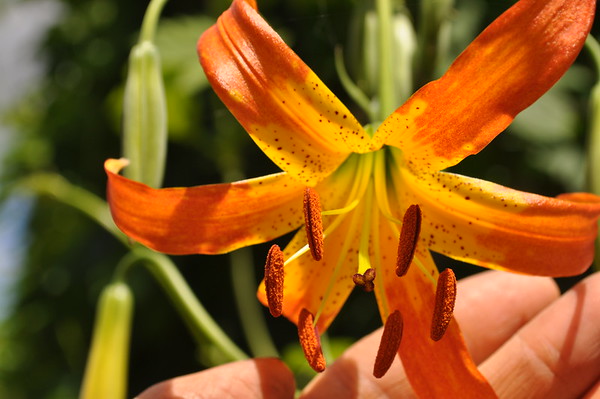 hybrid lemon leopard lily