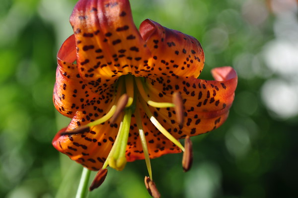 hybrid lemon leopard lily