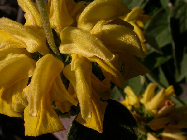Jerusalem sage