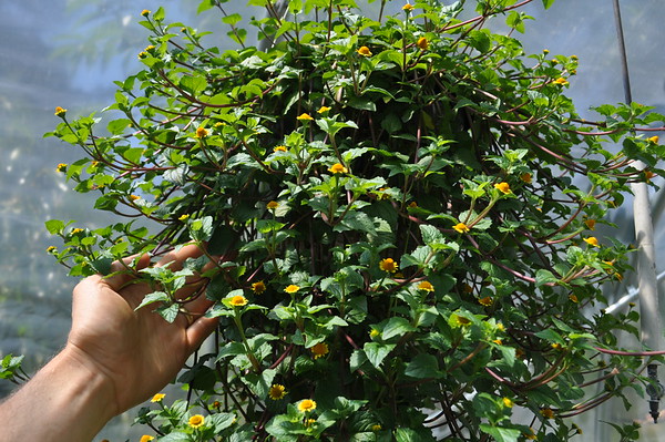 Kenyan toothache plant