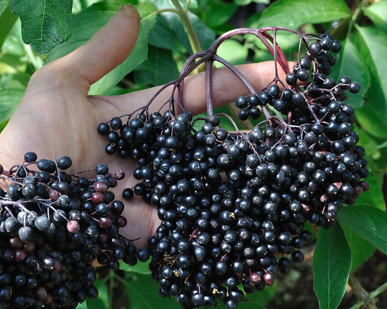 'Korsor' black European elderberry