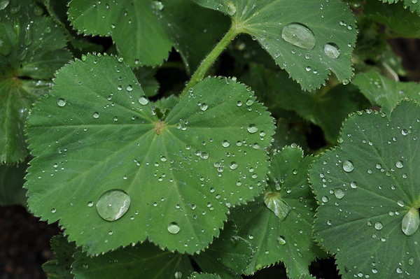 lady's mantle