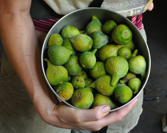 'Lattarula' Italian honey fig