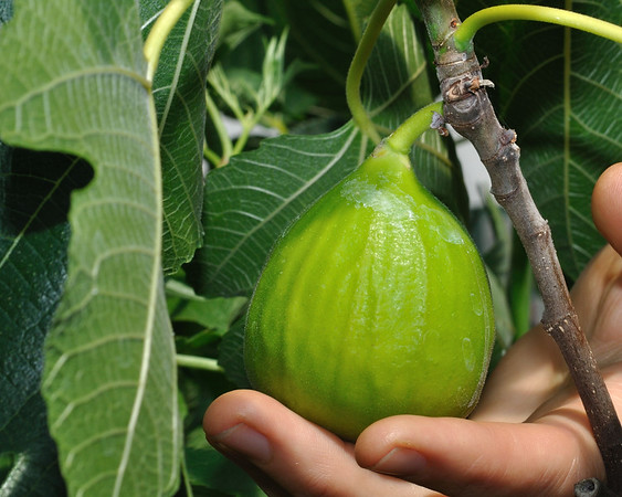 'Lattarula' Italian honey fig