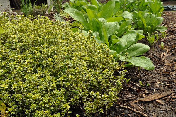 lemon variegated thyme