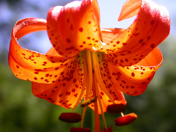 leopard lily