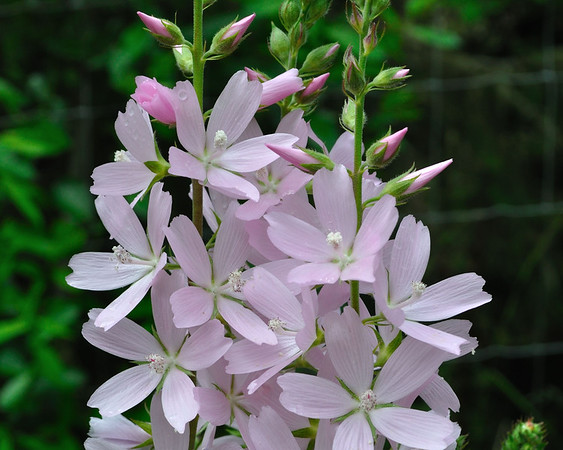 meadow checker-mallow